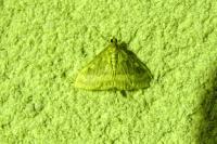 Ostrinia nubilalis