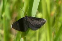 Odezia atrata