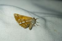Bupalus piniaria
