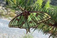 Graellsia isabellae
