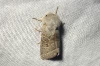 Orthosia opima