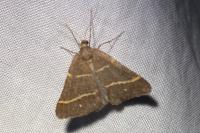 Perigune narbonea