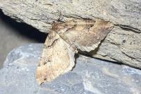 Earophila badiata