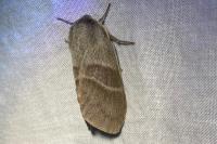 Macrothylacia rubi