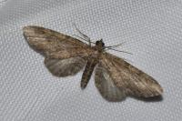 Eupithecia tantillaria