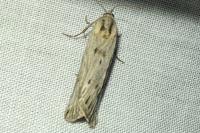 Spiris striata