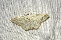 Scopula marginepunctata