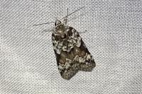 Nycteola degenerana