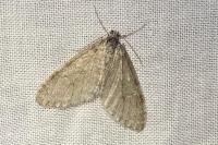 Trichopteryx carpinata