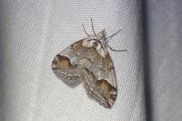 Chesias rufata rufata