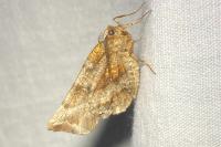 Selenia dentaria