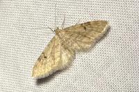 Eupithecia indigata