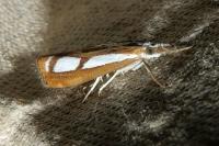Catoptria