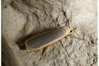Katha depressa
