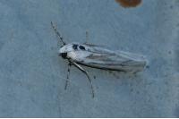 Spiris striata