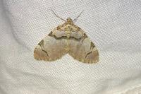 Anticlea derivata