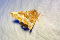Selenia tetralunaria
