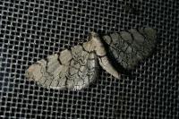 Eupithecia venosata/schiefereri
