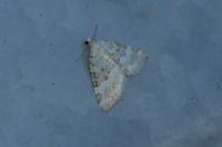 Perizoma albulata