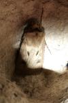 Agrotis exclamationis exclamationis