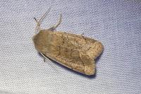 Orthosia cerasi