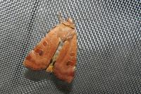 Noctua interposita
