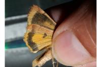 Noctua interposita