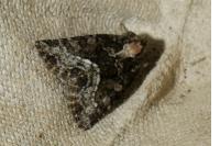 Oligia strigilis