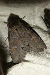 Polia bombycina