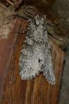 Polia nebulosa