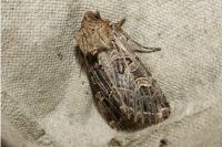 Sideridis reticulata