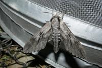 Hyloicus pinastri/maurorum