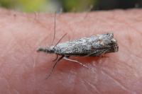 Platytes cerussella