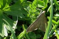 Anania terrealis