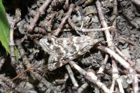 Eudonia sudetica