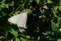 Udea austriacalis