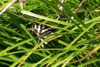 Arctia plantaginis