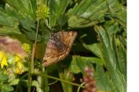 Euclidia glyphica