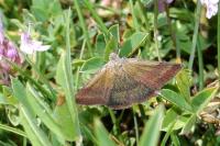 Phytometra viridaria