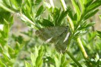 Perizoma albulata
