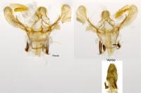 Ephestia woodiella