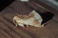 Ptilodon cucullina