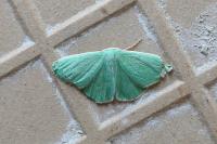 Xenochlorodes olympiaria