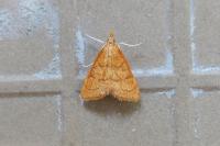 Anania testacealis