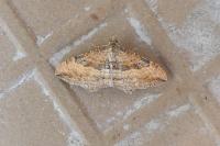 Nycterosea obstipata