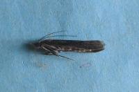 Epischnia asteris