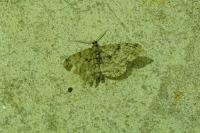 Peribatodes rhomboidaria rhomboidaria