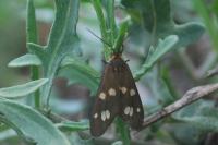 Dysauxes punctata