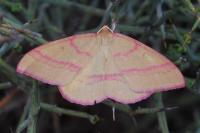 Rhodostrophia calabra