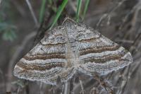 Scotopteryx coarctaria